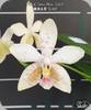 Phal. Tetra Star 3283